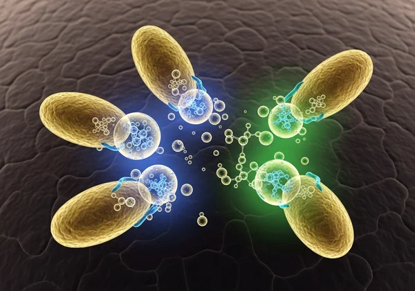 Microscopic view of Malassezia yeast consuming skincare oil.